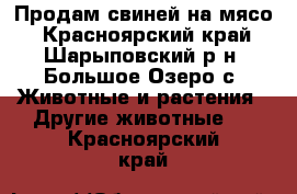 Продам свиней на мясо - Красноярский край, Шарыповский р-н, Большое Озеро с. Животные и растения » Другие животные   . Красноярский край